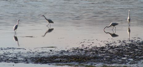 White Herons along Edge of Water