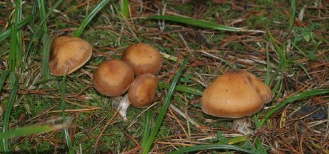 Brown Capped Mushrooms