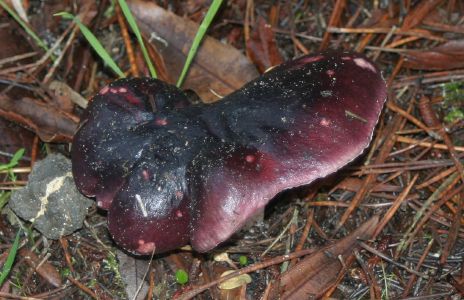 Purple Capped Mushroom