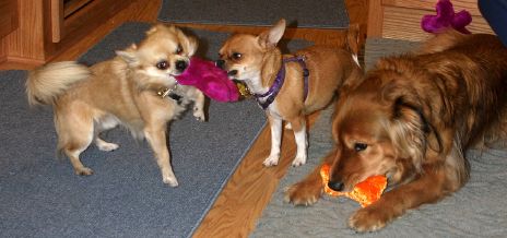 Dogs Playing with Toys
