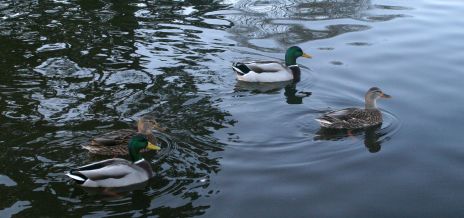 Ducks on Pond