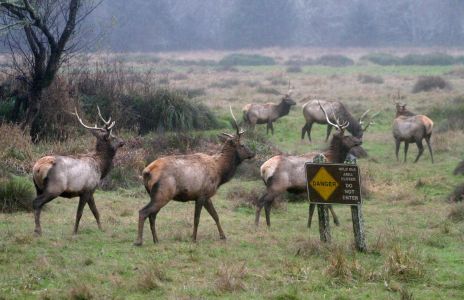 Elk near Eureka, CA