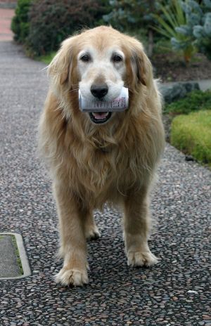 Big Dog with Can in Mouth