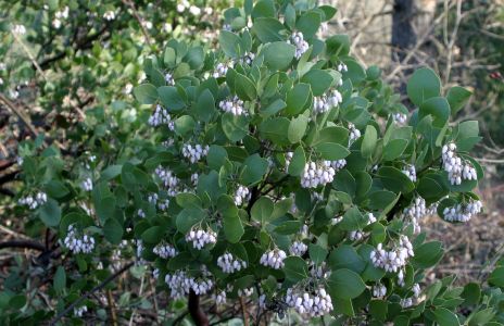 Manzanita Flowers