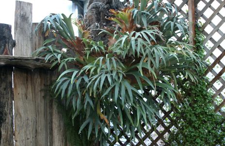 Staghorn or Elkhorn Fern