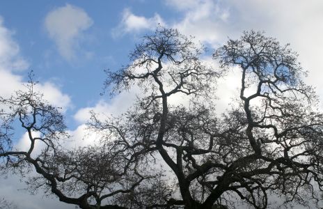 Oak Tree in Winter