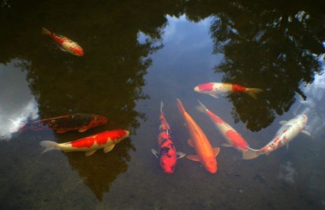Koi in pond