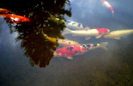 Koi in pond