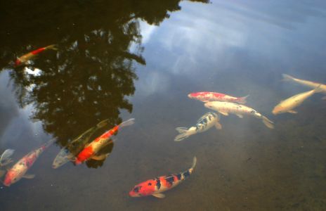 Koi in pond