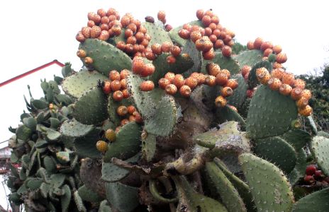 Prickly Pear Cactus