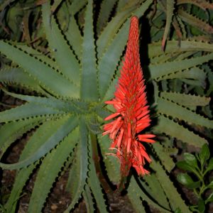 Aloe Flower