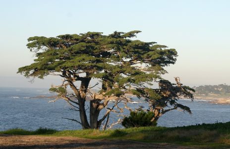 Cypress Tree near Monterey, CA