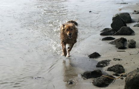 Dog Running Through Water