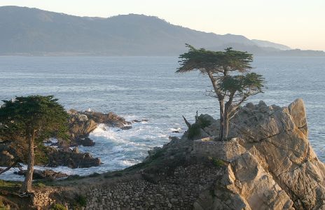 The Lone Cypress