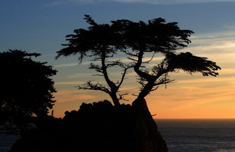 Cypress Tree near Monterey, CA