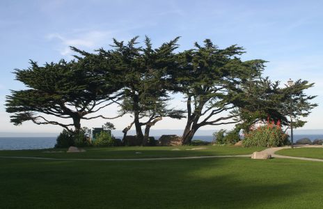 Cypress Tree near Monterey, CA