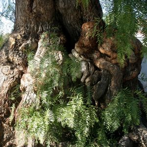 California Pepper Tree Burls in San Juan Bautista, CA