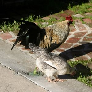 Chicken and Rooster
