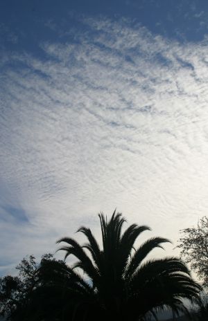 Cirrus Clouds over Palm Tree