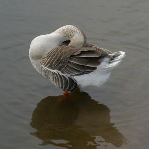 Goose Preening