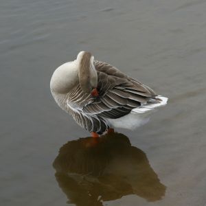 Goose Preening