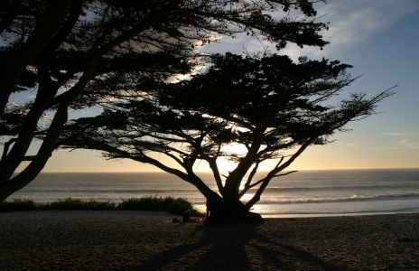 Cypress Trees near Monterey, CA