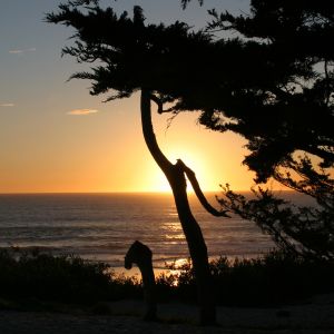 Monterey Sunset and Cypress Trees