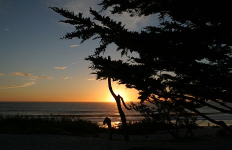Monterey Sunset and Cypress Trees