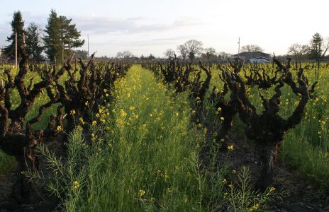Mustard in Old Vineyard