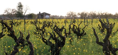 Mustard in Old Vineyard