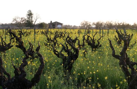 Mustard in Old Vineyard