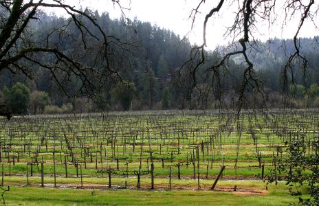 Vineyard in Winter