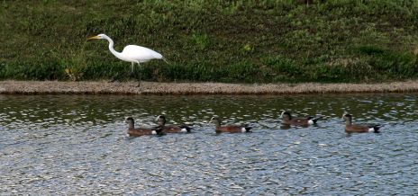 Pond with Ducks and White Heron