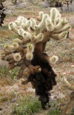Cholla Cactus
