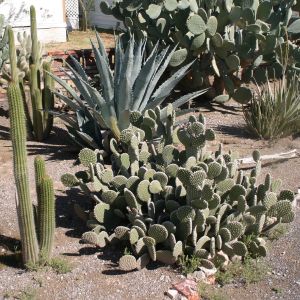 Cactus Garden