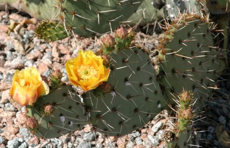 Prickly Pear Cactus Flowers