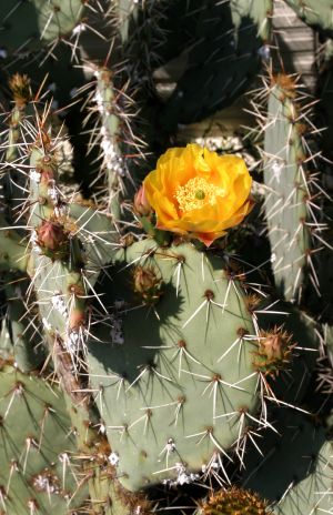 Prickly Pear Cactus Flower