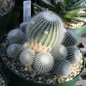 Beautiful Cactus