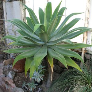 Aloe yucca or Spanish dagger?