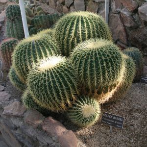 Barrel Cactus