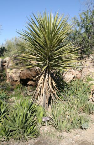 Aloe yucca or Spanish dagger?