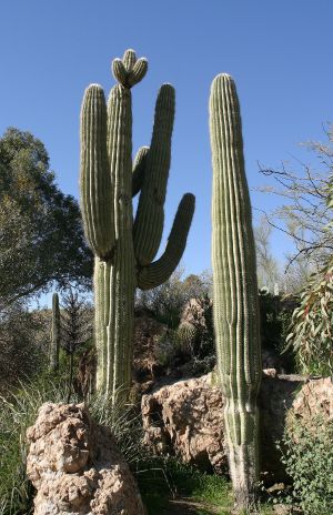 Seguaro Cactus