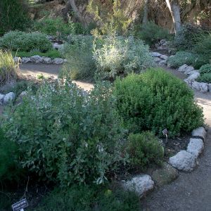 Herb Garden