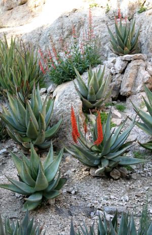 Aloe Plants