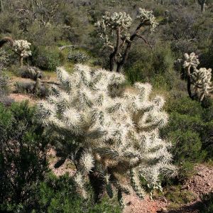Cholla Cactus