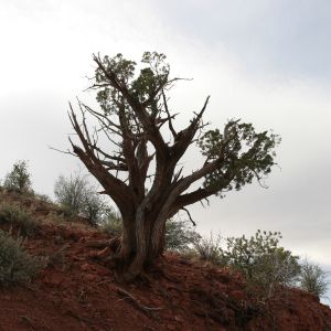 Weathered Old Juniper Pine, Sedona, AZ