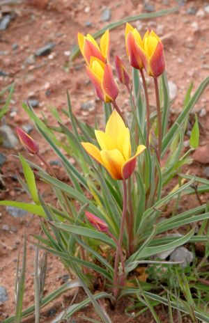 Yellow and Red Tulips