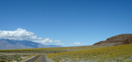 Yellow Wildflowers at Death Valley, CA