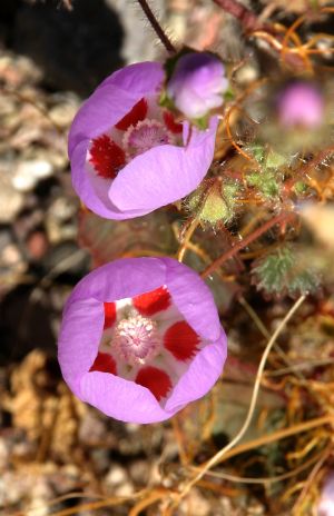 Wildflowers at Death Valley, CA  - Desert Five Spot