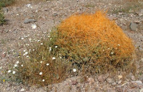 Strange Orange Cactus Covering Another Plant